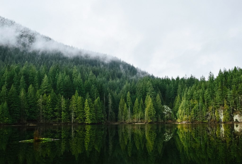 Counselling for Individuals. Forest.